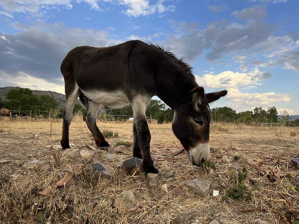 burro_agora_sierra_norte